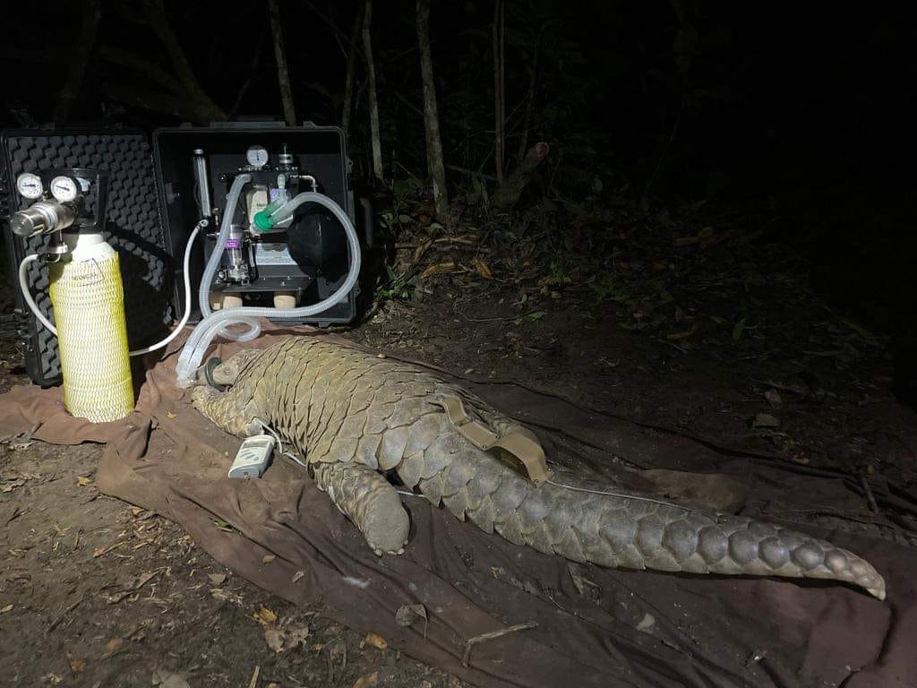 Gabon : Les Pangolins les plus gros au Monde